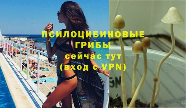 сатива Волоколамск